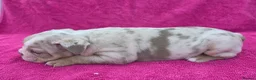 English Bulldog dogs for sale: Beautiful litter of English Bulldogs - Advert 16