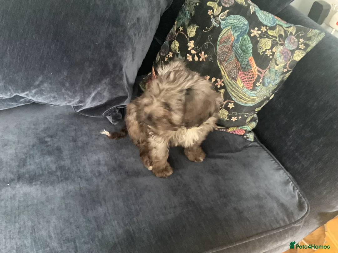 Cockapoo dogs for sale: Beautiful merle girl in Aylesbury - Advert 3