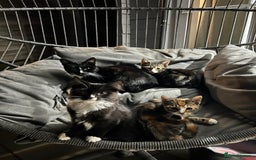 British Longhair cats for sale: 3 beautiful kittens for sale (ready to leave asap) - Image 1