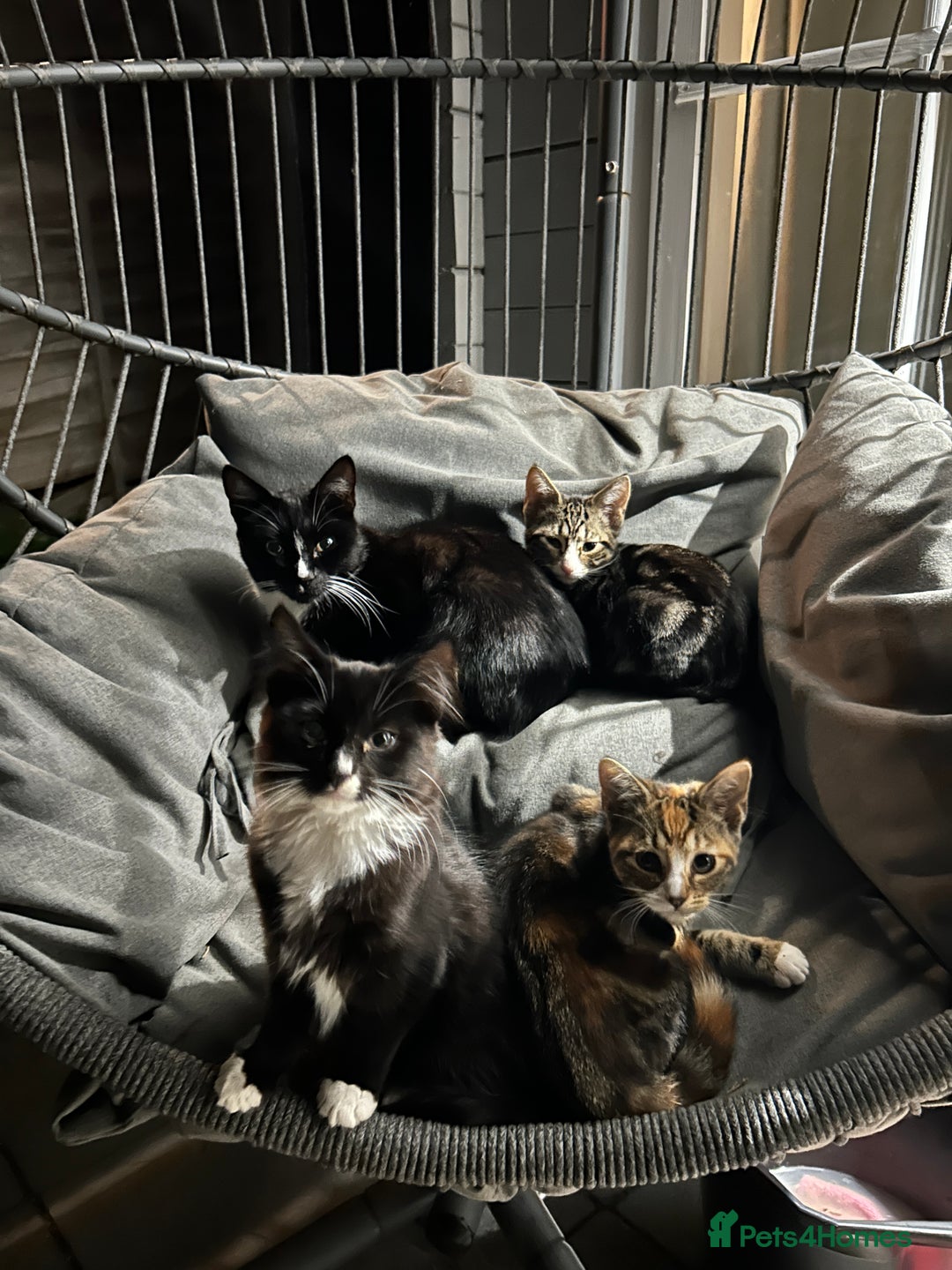 British Longhair cats for sale: 3 beautiful kittens for sale (ready to leave asap) - Image 1
