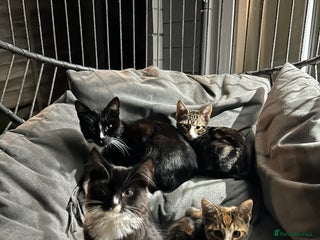 British Longhair cats - Advert 9