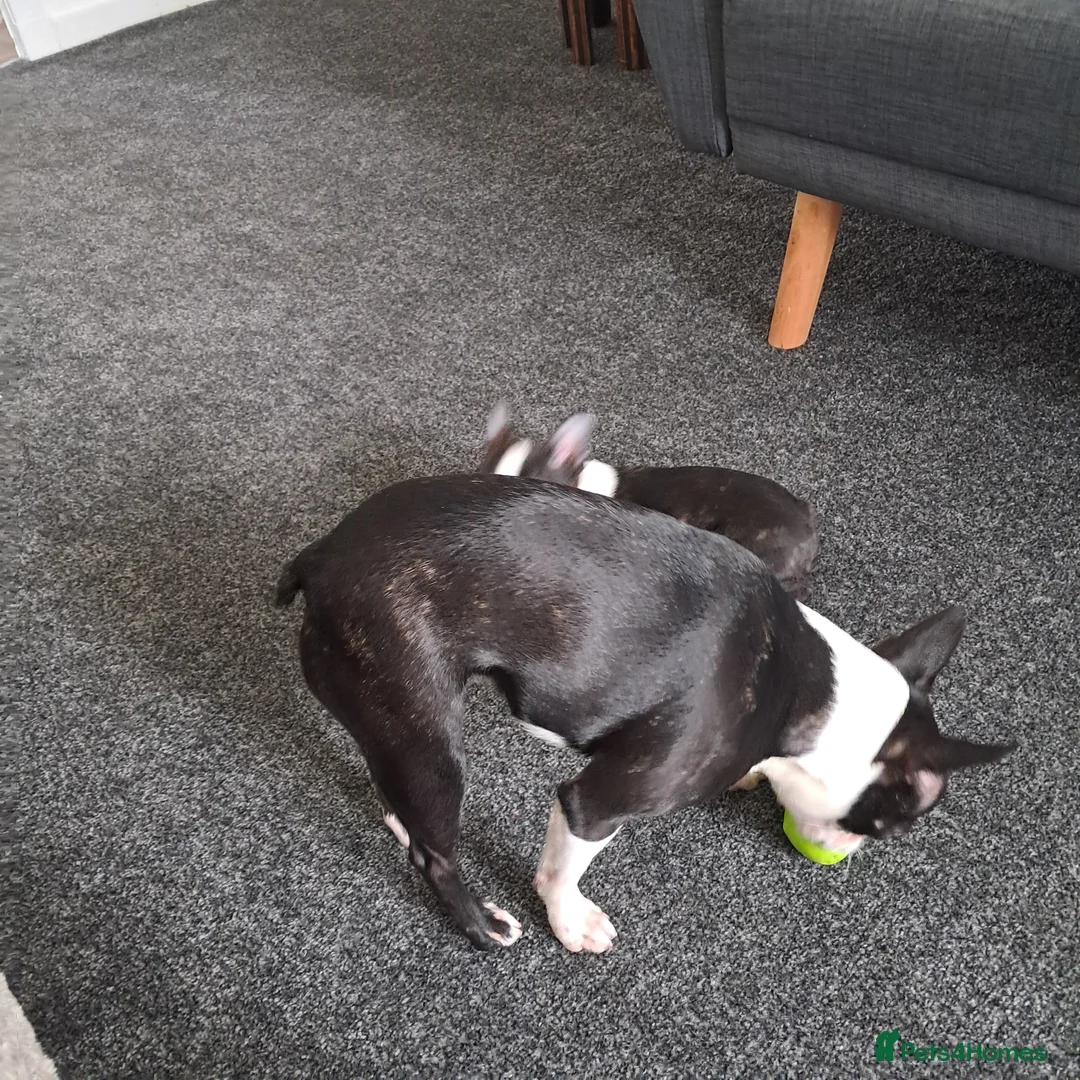 Boston Terrier dogs for sale: Boston terrier puppies rehome - Advert 1