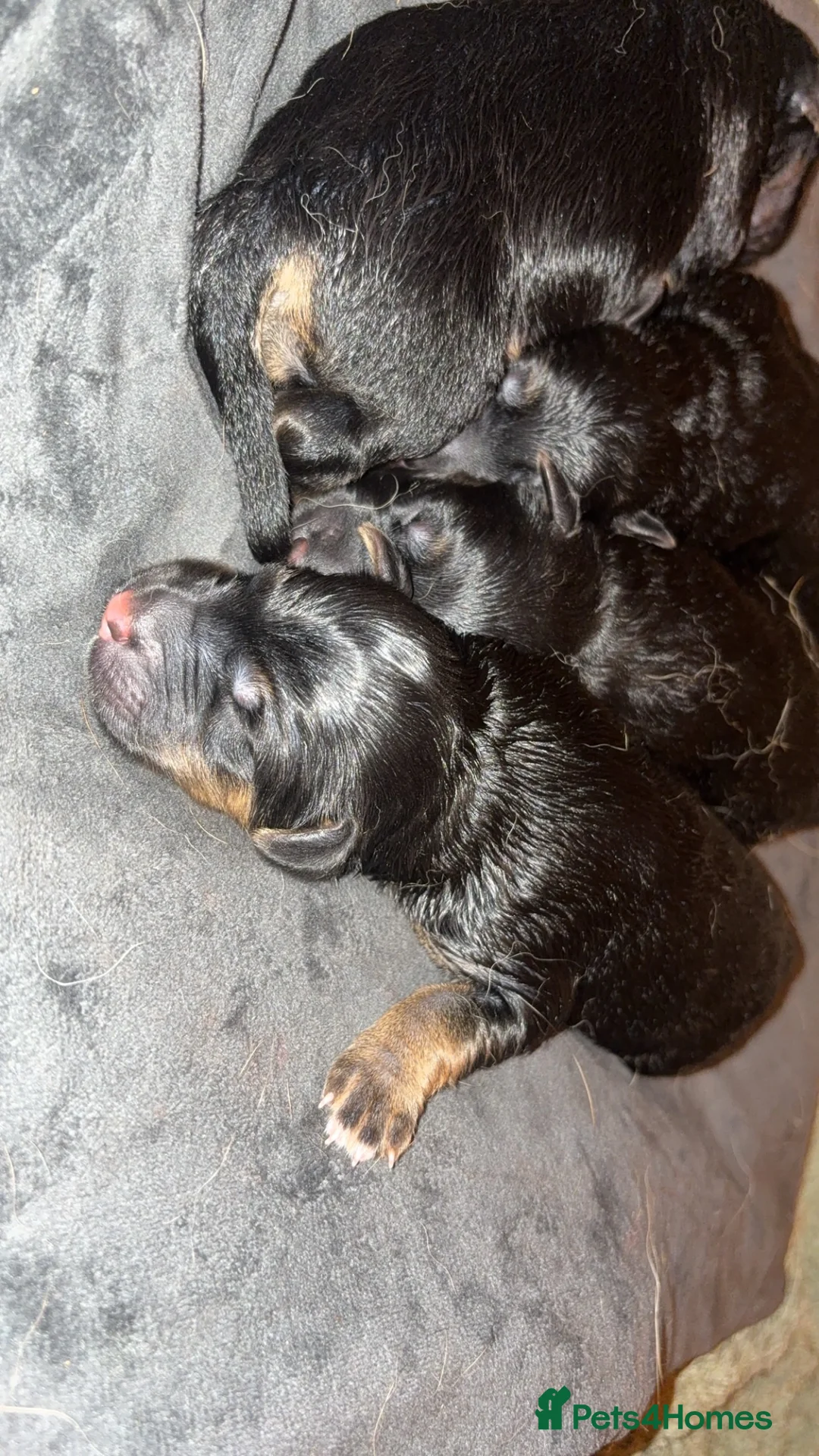 Golden Shepherd dogs for sale: 6 Beautiful Golden Shepherd Girls Available!  - Advert 2