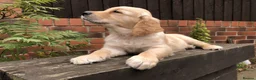 Golden Retriever dogs for sale: KC Reg Dark Red Golden Retriever-100% DNA Tested - Advert 20