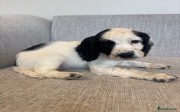 Cocker Spaniel dogs for sale: Working cocker spaniels for sale  - Image 4