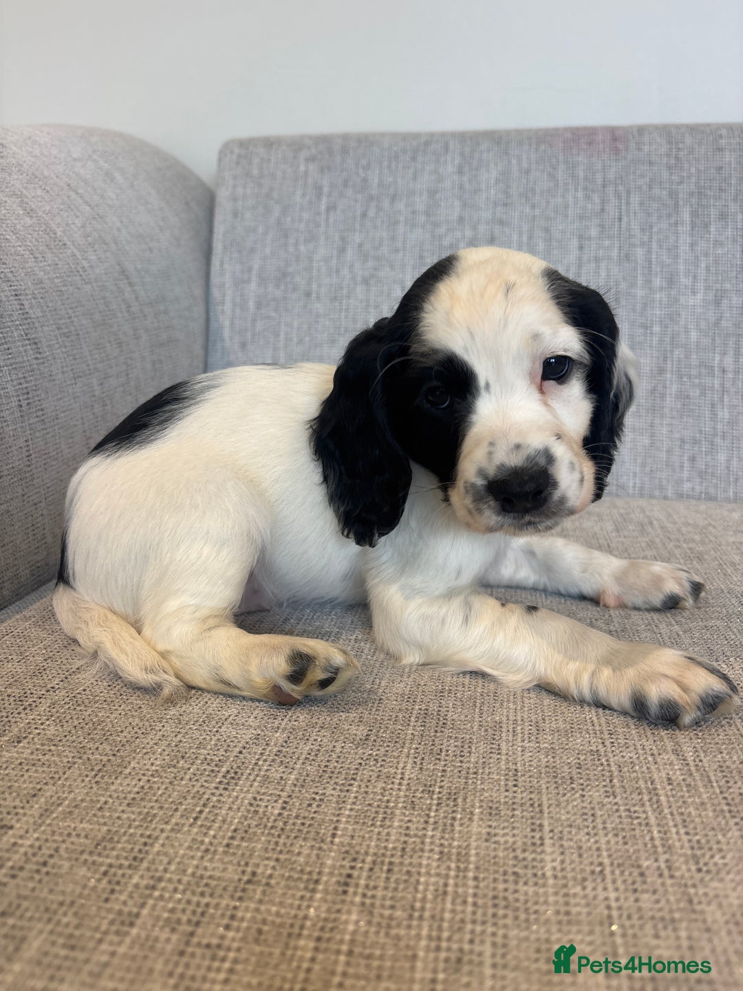 Cocker Spaniel dogs for sale: Working cocker spaniels for sale  - Image 4