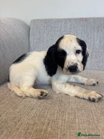 Cocker Spaniel dogs - Advert 4