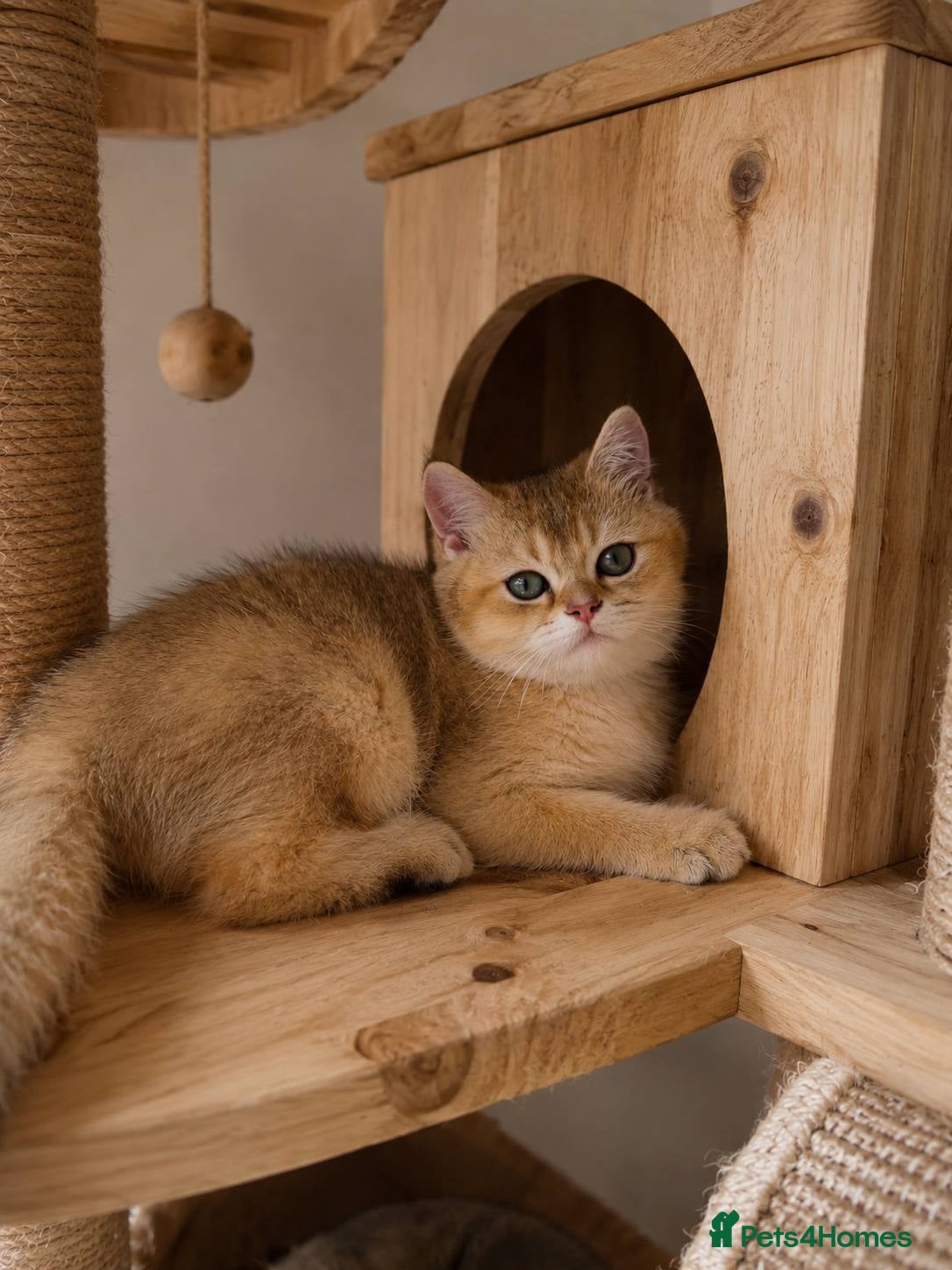 British Longhair cats BSH white 1000£ BLH golden 2000£ vaccinated - Advert 2