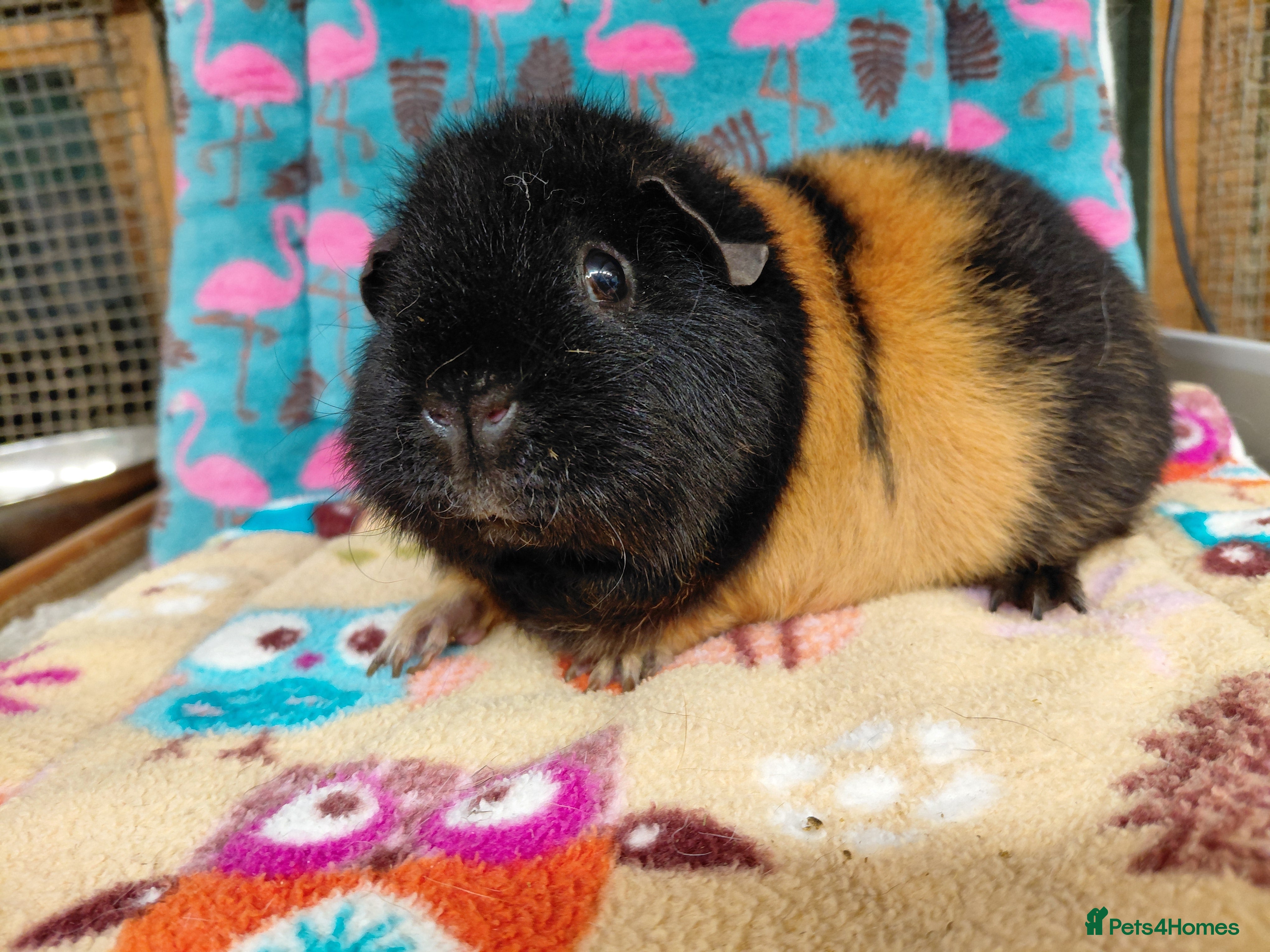 Guinea Pig rodents Young Adult Retired Sows DE Self Golden & Teddy  - Advert 18