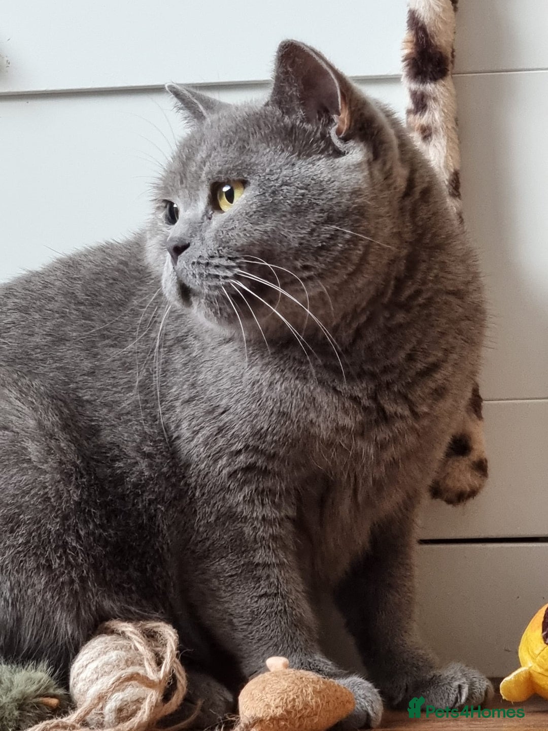 British Shorthair cats for sale: Lilac Blue Female British Shorthair GCCF Pedigree - Advert 17
