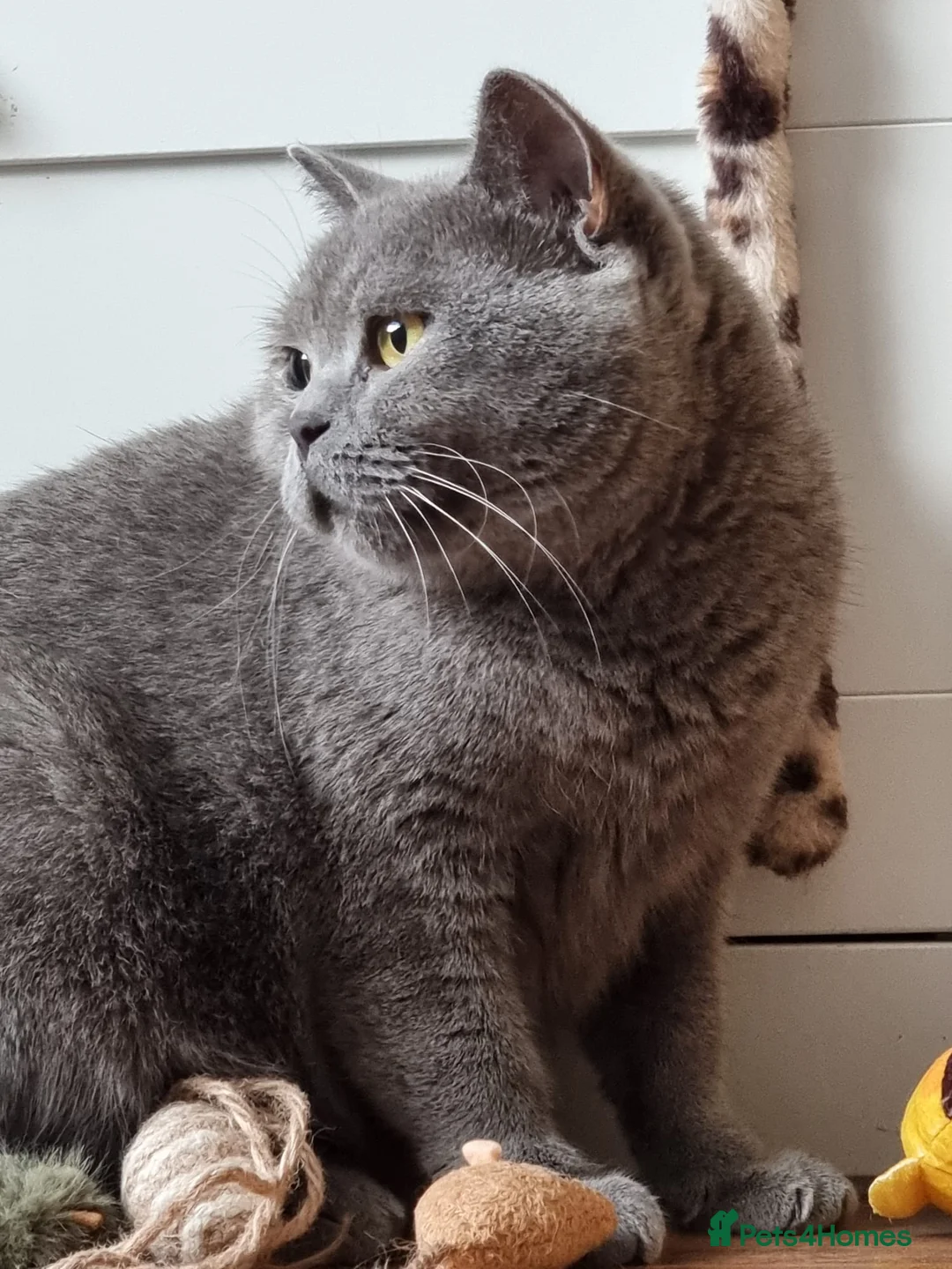 British Shorthair cats for sale: Lilac Blue Female British Shorthair GCCF Pedigree - Advert 17