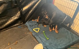 Rottweiler dogs for sale: ROTTWIELER puppies - Image 6