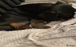 Miniature Dachshund dogs for sale: Miniature dachshund  - Image 5