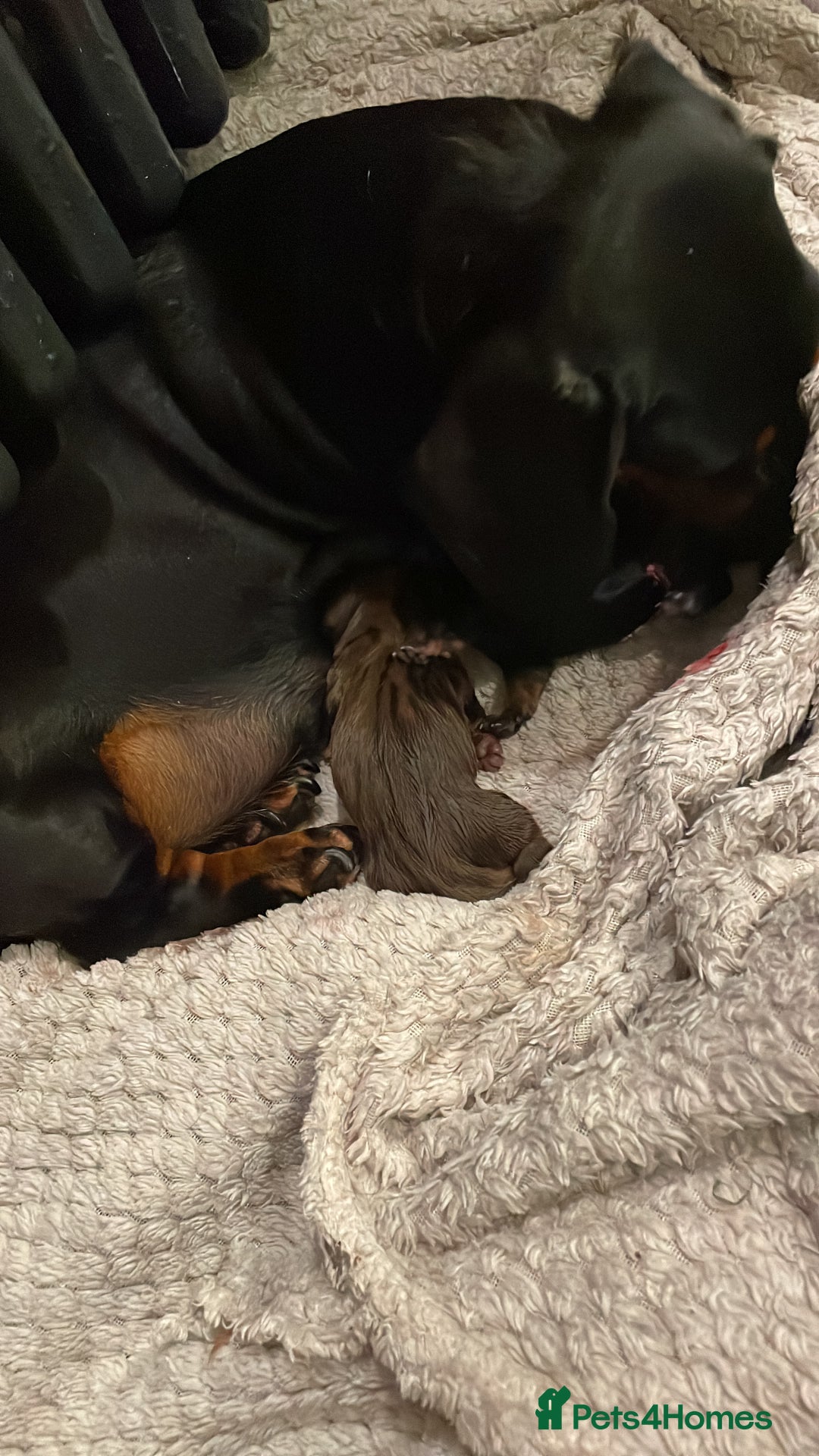Miniature Dachshund dogs for sale: Miniature dachshund  - Image 5