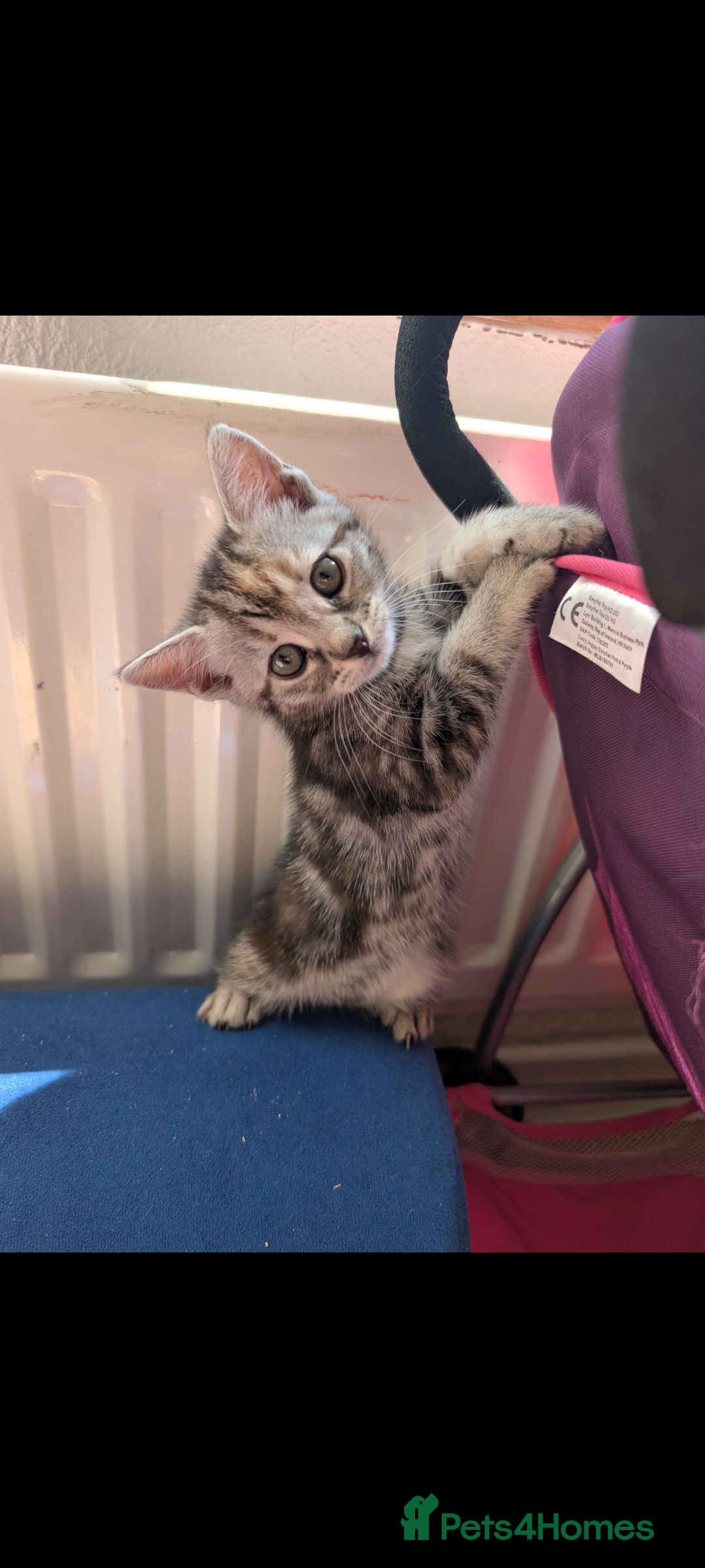 Domestic Shorthair cats for sale: Bonded Mum&Baby Cats Looking for a Loving New Home - Image 6