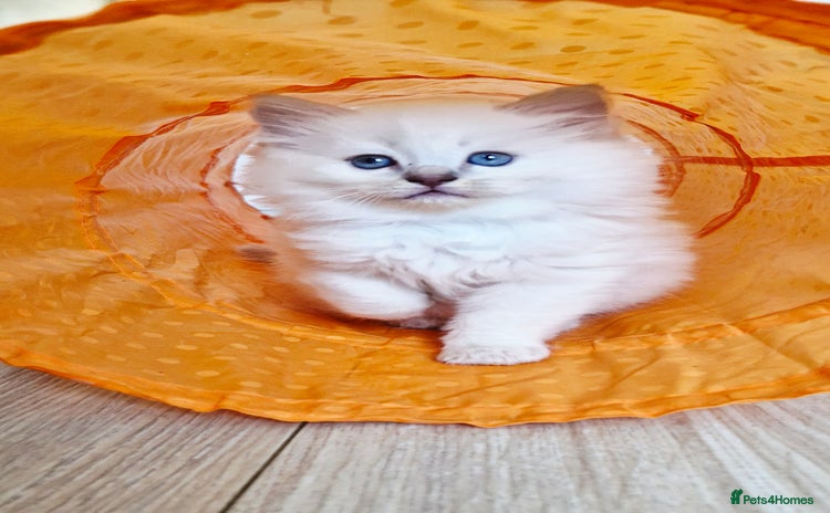 Ragdoll cats 🐾Last two Ragdolls.Ready 22nd December 🐾 - Advert 14