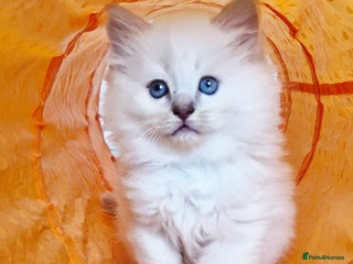 Ragdoll cats 🐾Last two Ragdolls.Ready 22nd December 🐾 - Advert 4