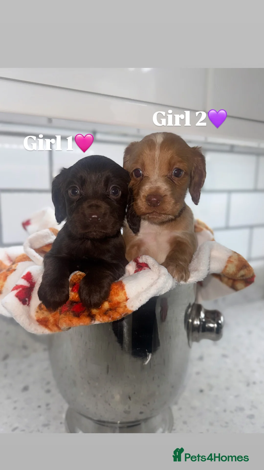 Cocker Spaniel dogs for sale: Cocker Spaniel Puppies.  - Advert 7