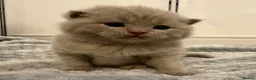 British Shorthair cats for sale: GCCF registered Lilac Kittens  - Advert 9