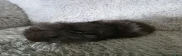 Guinea Pig rodents for sale: Swiss boys - Advert 3
