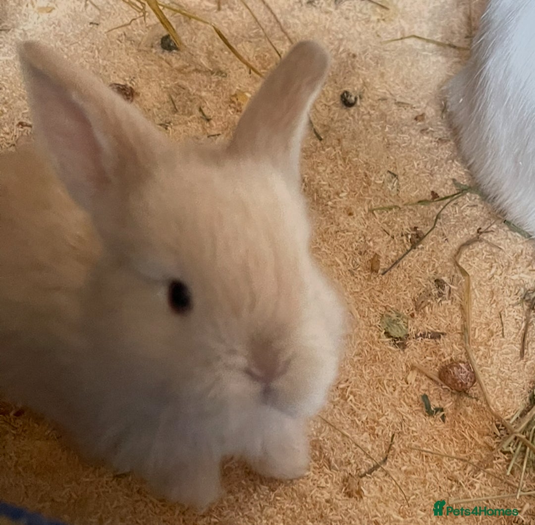 Mini Lop rabbits for sale: Baby mini lops ready to reserve !! - Image 11