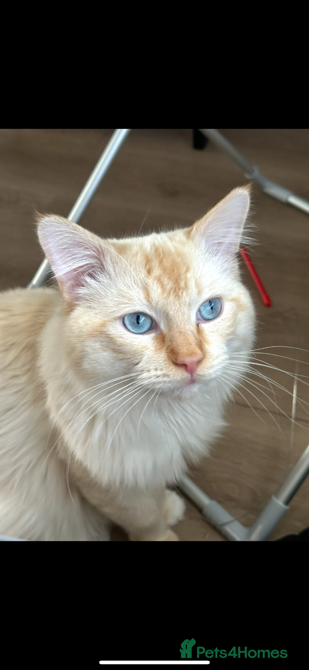 Ragdoll cats for stud: Flamepoint ragdoll stud - Advert 6