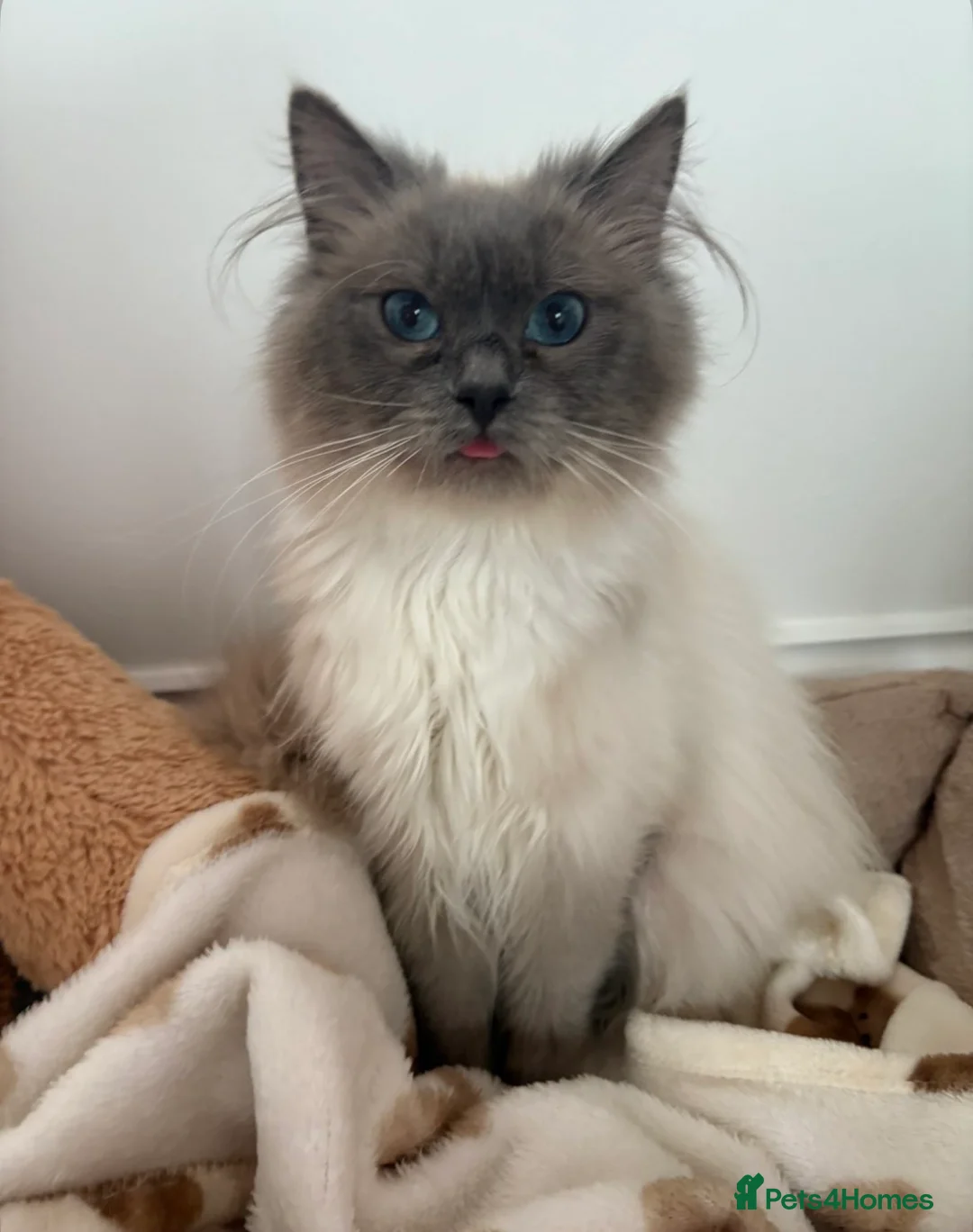 Ragdoll cats for sale: Beautiful 1yr old GCCF Female Ragdoll  - Advert 2