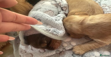 Cocker Spaniel dogs - Advert 15