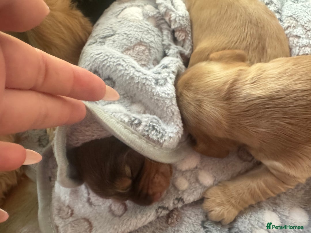 Cocker Spaniel dogs for sale: (3 left) Show type cocker spaniel puppies - Image 3