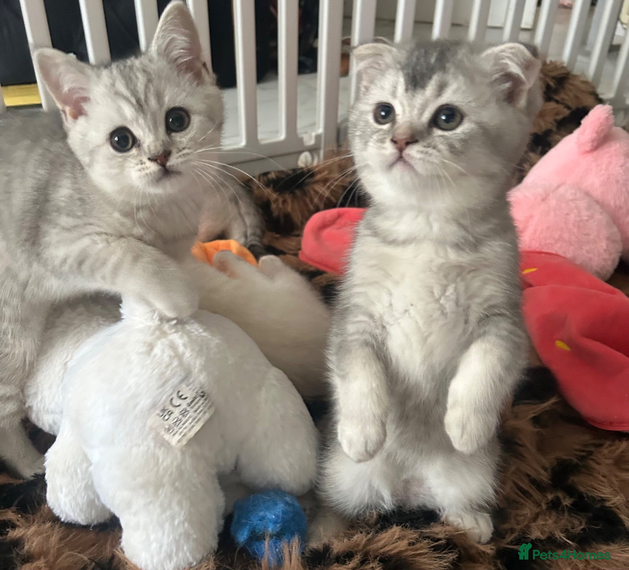 Scottish Fold cats Scotish fold  & BSH kittens ❤️2 females left ❤️ - Advert 13