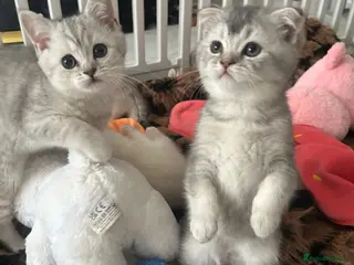 Scottish Fold cats Scotish fold & BSH kittens ❤️2 females left ❤️ - Advert 13
