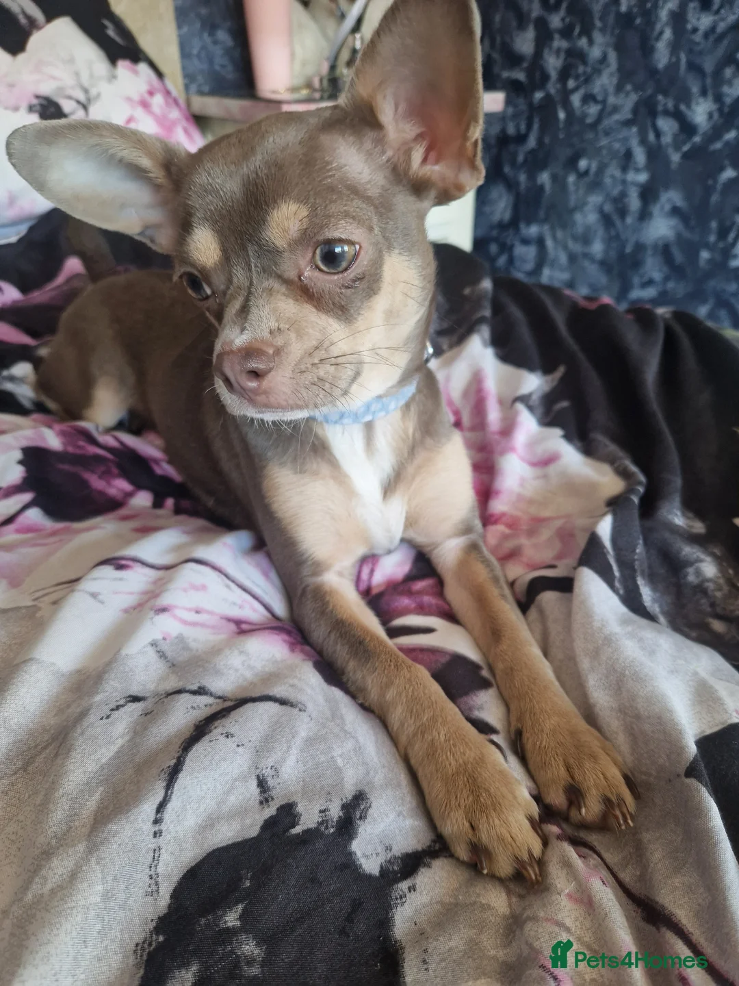 Chihuahua dogs for sale: 9 month old chihuahua bitch  - Advert 6