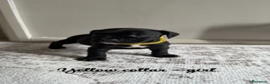 Yellow collar 
