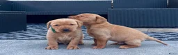 Labrador Retriever dogs for sale: Fox Red Labrador Retriever  - Advert 8