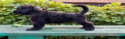 Russian Black Terrier dogs for sale: Black Russian Terrier  - Advert 5