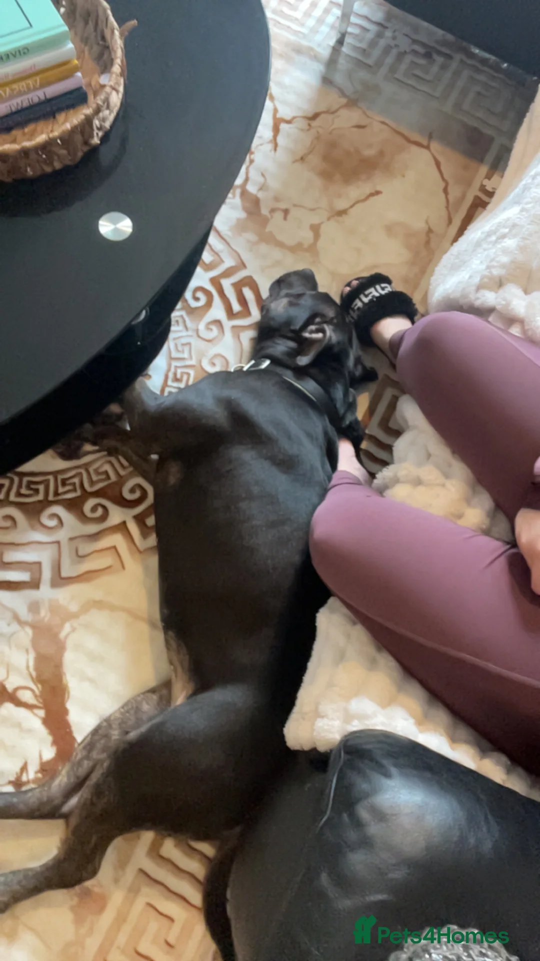Staffordshire Bull Terrier dogs for sale: 1 year old staffy  in Nottingham - Advert 2