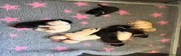 Labrador Retriever dogs for sale: Mixed Litter Black and White Cream Labrador - Advert 6