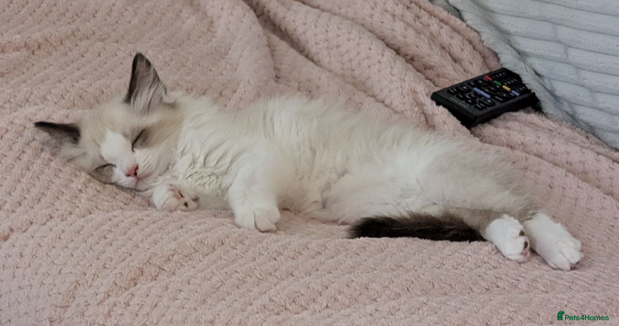 Ragdoll cats Stunning Ragdoll Kitten - Advert 1
