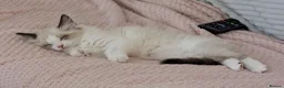Ragdoll cats for sale: Stunning Ragdoll Kitten in London - Advert 1