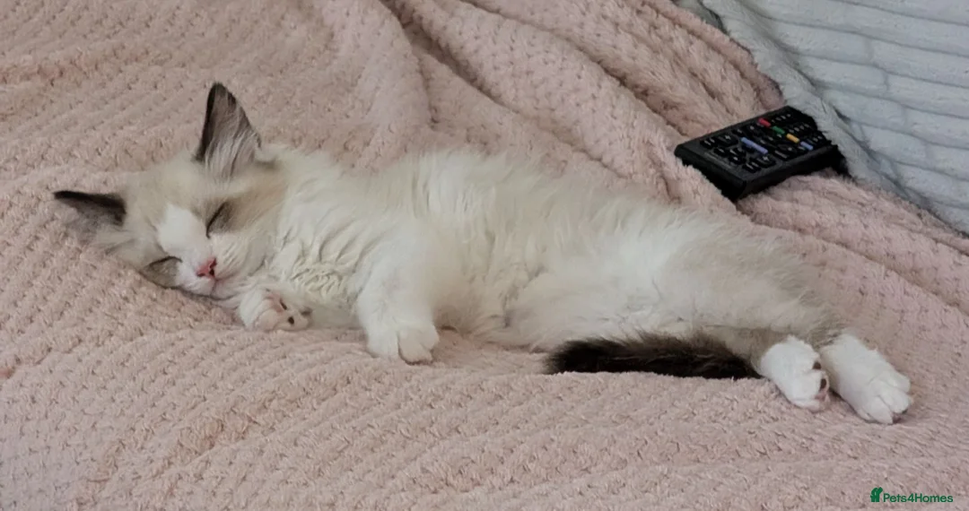 Ragdoll cats for sale: Stunning Ragdoll Kitten in London - Advert 1