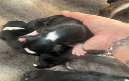 Mixed Breed dogs for sale: Pups for sale  - Image 8