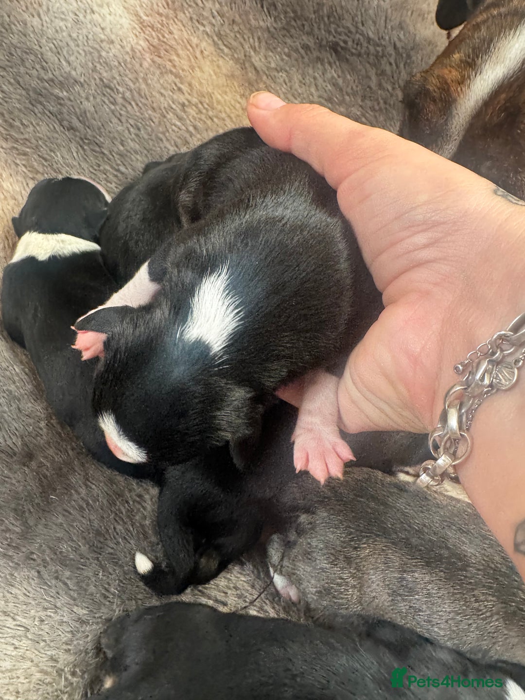 Mixed Breed dogs for sale: Pups for sale  - Image 8