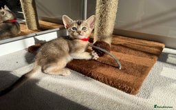 Abyssinian cats for sale: TICA reg Abyssinian sweet kittens rare colours  - Image 13