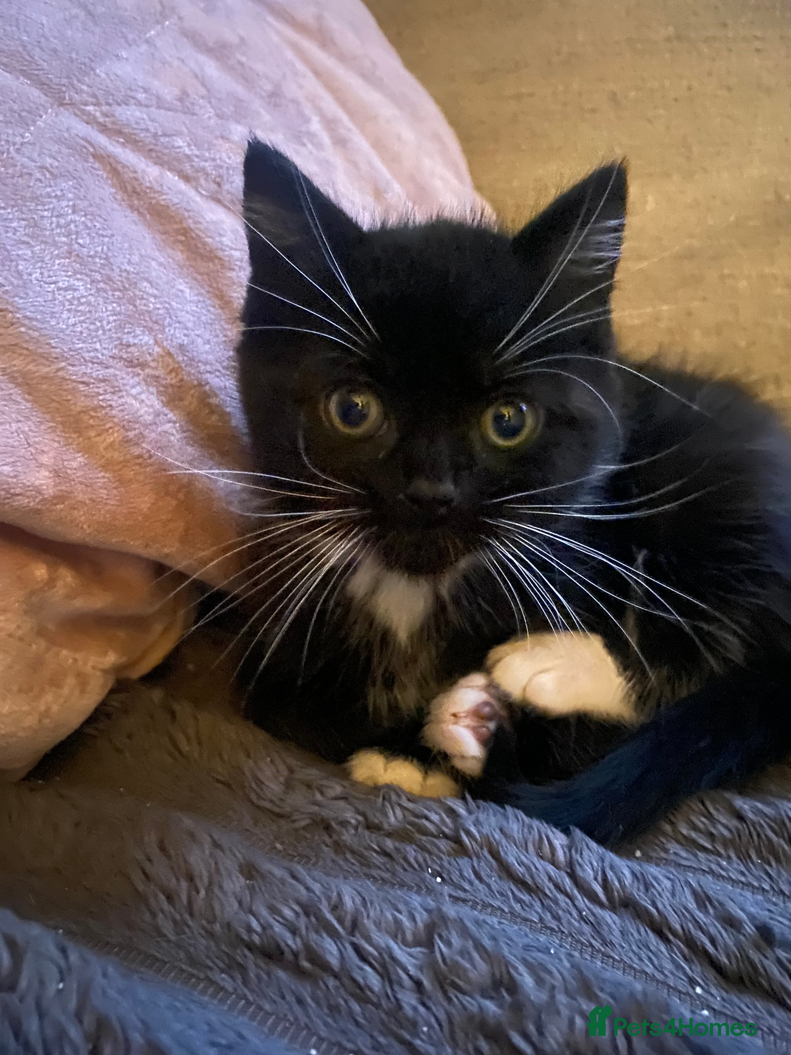 Mixed Breed cats Male black and white kitten  - Advert 5