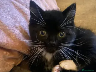 Mixed Breed cats Male black and white kitten - Advert 15