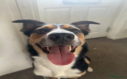Australian Kelpie dogs for sale: Australia Kelpie looking for a new home  - Image 2