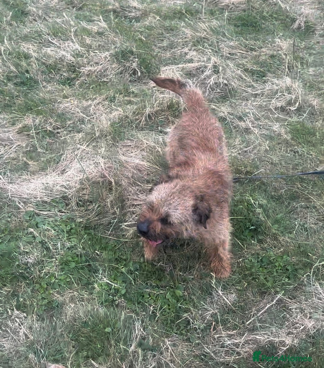Border Terrier dogs for stud:  Border  terrier for stud  in Driffield - Image 1