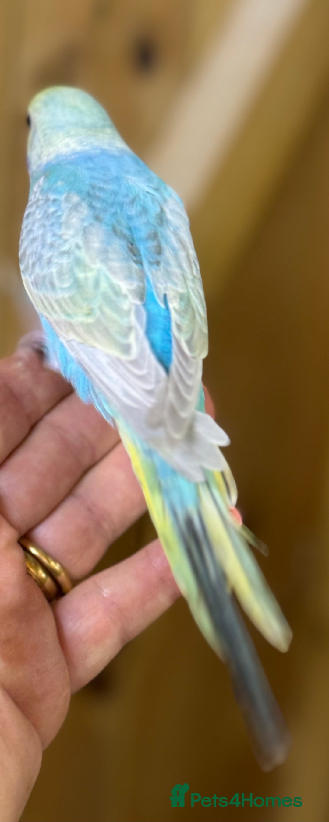 Budgerigars birds for sale: Rainbow budgie hand reared  - Image 8