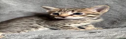 Savannah cats for sale: Beautiful SBT female - Advert 15