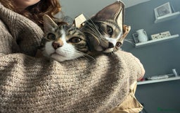 Bengal cats for sale: Brother and sister 7 months old very tiny still - Image 2